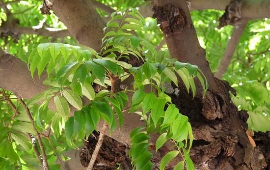  家里|人面子丨小时候爷爷家里的凉果