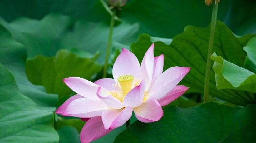  好心|8月开始好心有好报，财运一路飙升，人生完美逆转的四大生肖