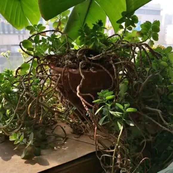 养成|最大的长寿老桩,7年时间,养成盆景!