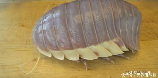 蟑螂|长得像巨型蟑螂的海鲜,日本大厨买到新鲜海虱,一刀下去不忍直视