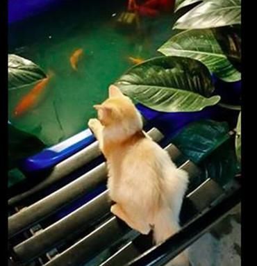  女子|女子买回金鱼放缸里，家里猫咪急忙跑上前，眼勾勾盯着等待时机