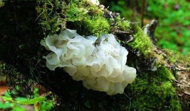  不升反降|糖尿病“克星”，天然“二甲双胍”，水里加一把，血糖不升反降