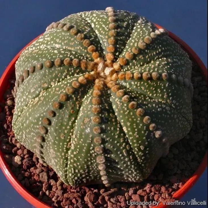  人养|每个人养肉人都应该学会鉴赏“兜”