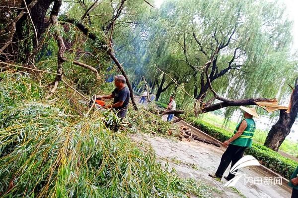 树木|济宁曲阜市园林管理中心雨住不停歇全力整修倒伏树木