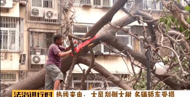  轿车|北京：小区突然刮大风，大树砸坏5辆轿车