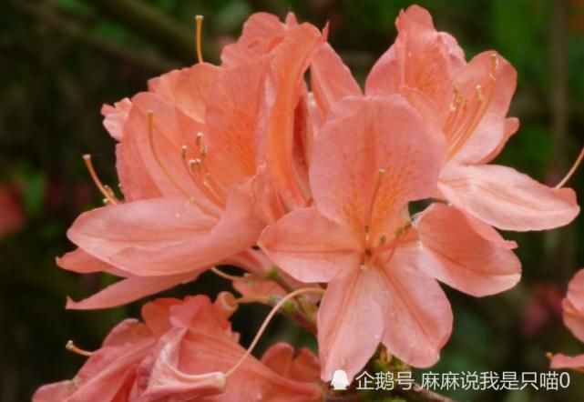  财富|八月开始，幸运多多，天降财富，运势飙升的生肖