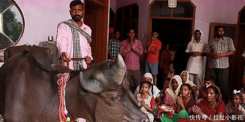 不吃|印度人不能吃猪肉,更不吃羊肉和牛肉,那么他们到底吃什么肉