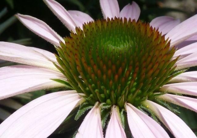  属鼠人|7月22号后，被好运笼罩，收获颇丰，事业一飞冲天的4大生肖！