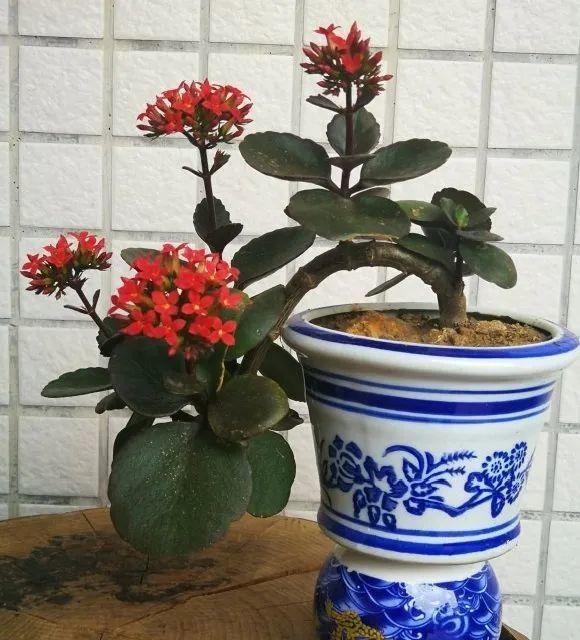 养成|最大的长寿老桩,7年时间,养成盆景!