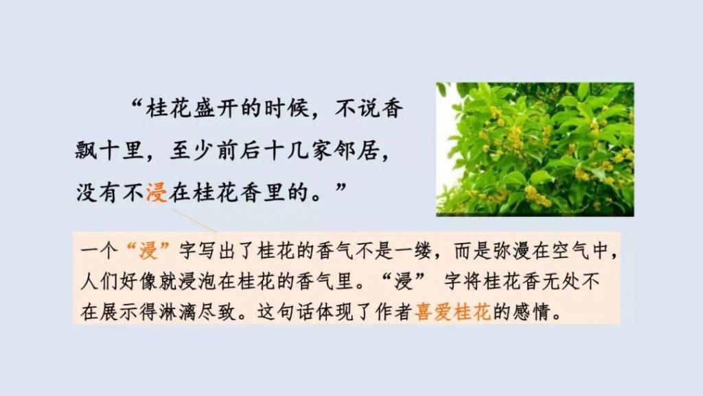 桂花|【预习】部编版五年级语文上册第3课《桂花雨》图文讲解