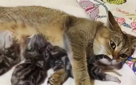 心塞|猫咪产下一窝小崽,主人激动伸手去触摸,猫咪的反应让主人心塞