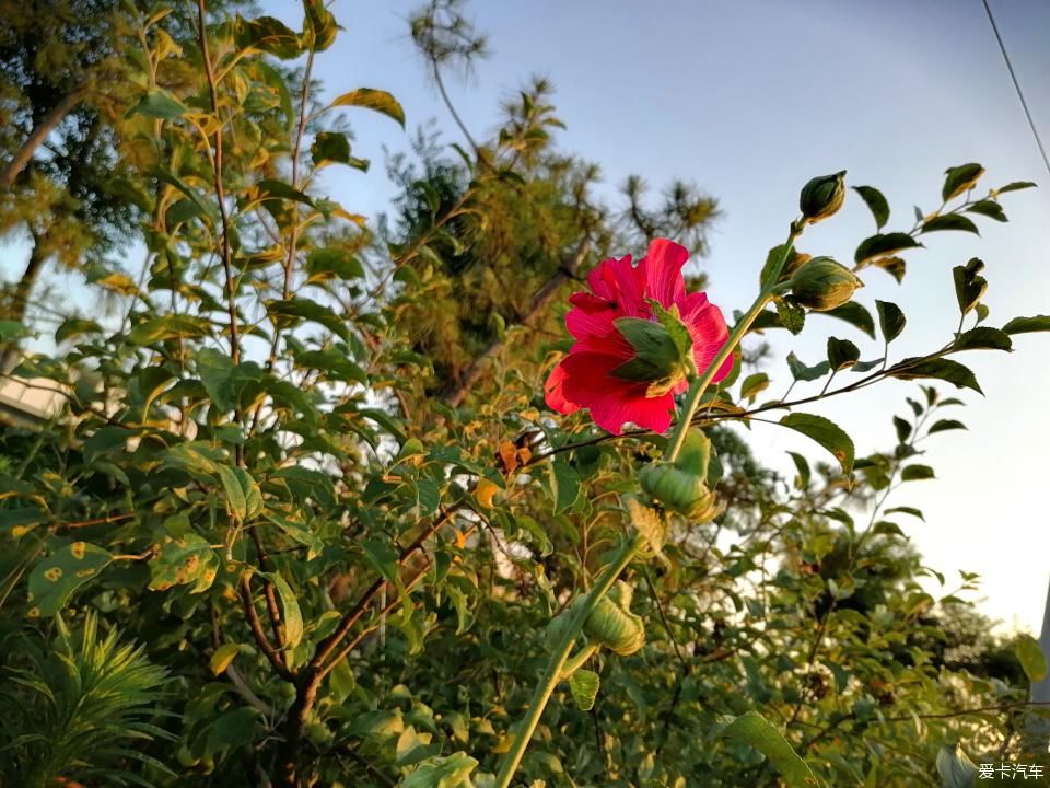 蜀葵|盛夏赏蜀葵，观花心情爽！