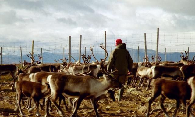 人类|圣诞老人用来拉雪橇的驯鹿,在人类这边,原来有另外的用途!