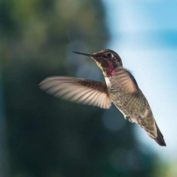  世界|鸟类能看到人类看不到的世界，最新研究发现，和鸟类比我们像色盲