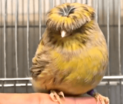 认知|男子参观朋友养的鸟,却发现鸟顶着一头假发,随后刷新了认知