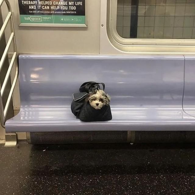  乘坐|美国人怎么喜欢带着宠物猫狗乘坐地铁？爱猫狗人士慎点