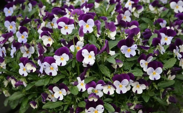  付出|在8月份，为爱坚持，一心付出，不求回报的三大星座