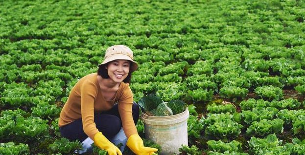  蔬菜|露地蔬菜生产的田间管理技术，你了解多少，不妨看看
