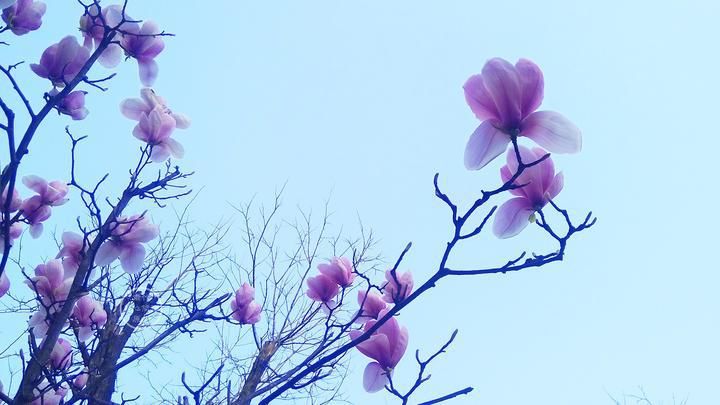  大雁|我们如同大雁，路过别人，也被别人路过