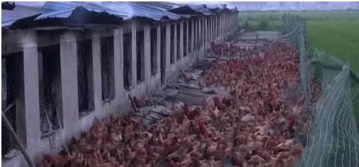 孵化场|孵化场种鸡大棚着火!十几万只鸡瞬间变烤鸡