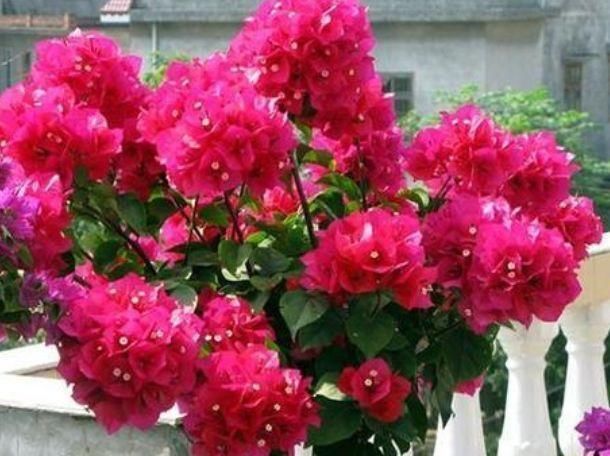 最旺|比香水还好闻的3种花,漂亮又好养,春天开最旺,大家抢着买