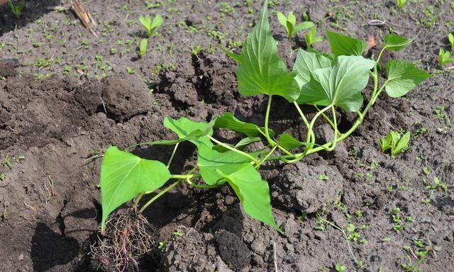  才能|红薯优质高产栽培技术要点，老农来和你们说说，怎么才能增产