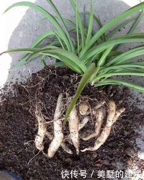 盆里|秋天养花有诀窍,做好这几步,盆里都是面条根