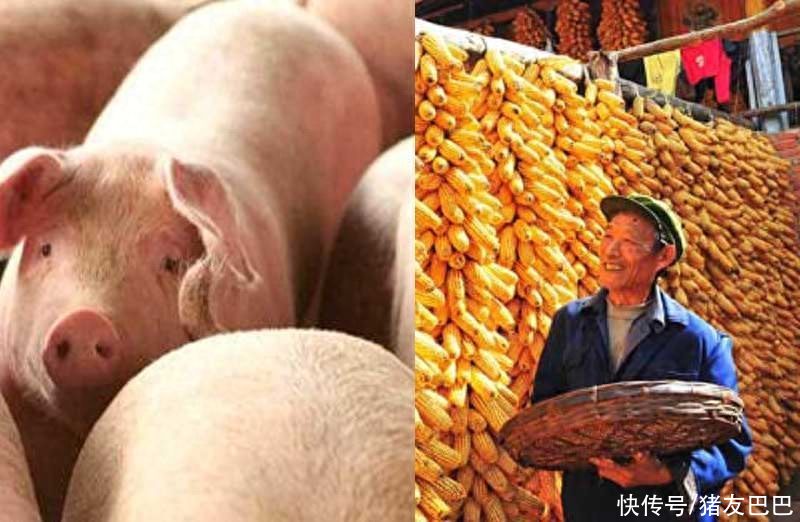 猪粮变价预警！10月11日：猪价“跌翻天”，玉米、小麦震荡下跌！