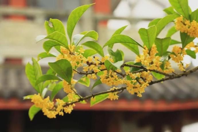 解秋|湖蟹鲜、桂花甜、山果香,解秋馋