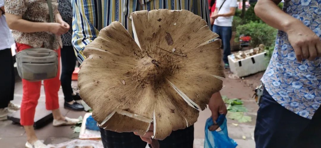  斗鸡|就问你晓得仁寿“斗鸡公”不？