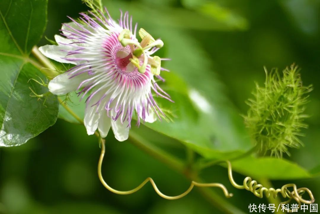 为百香果自由而努力(为了能被你吃掉，你知道百香果有多努力吗？！)