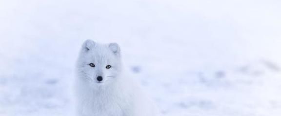 雪白|世界上几种比较有名的白色动物,均有生活在俄罗斯境内,宛如精灵