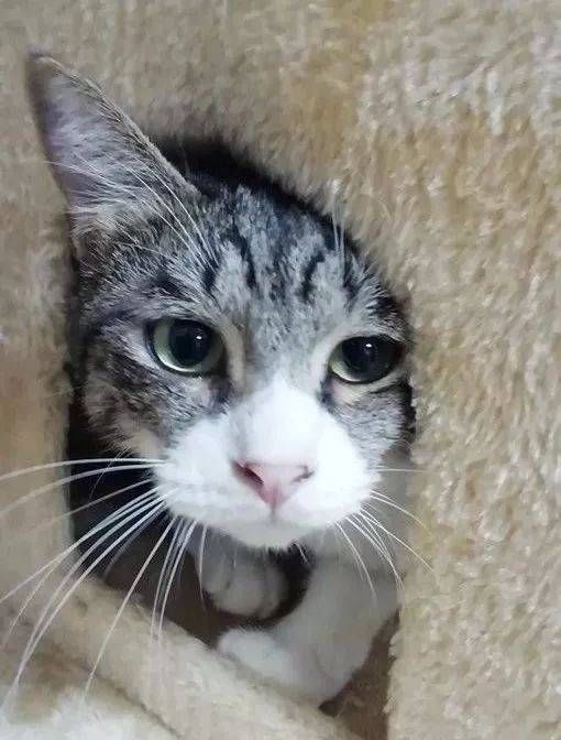  猫咪|只为开猫咪咖啡馆，女子日均开销不到15元，34岁前买下3栋楼！