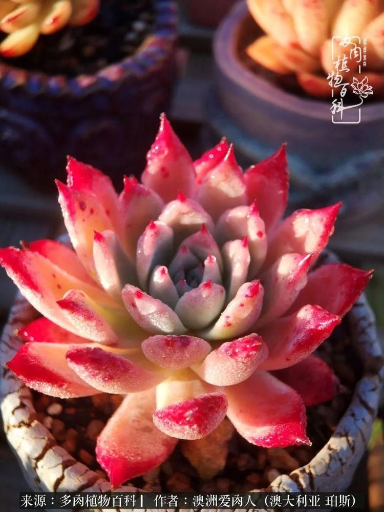 血放|多肉让你把血放，文玩掏空你家当，你要在哪个坑里乘风破浪？