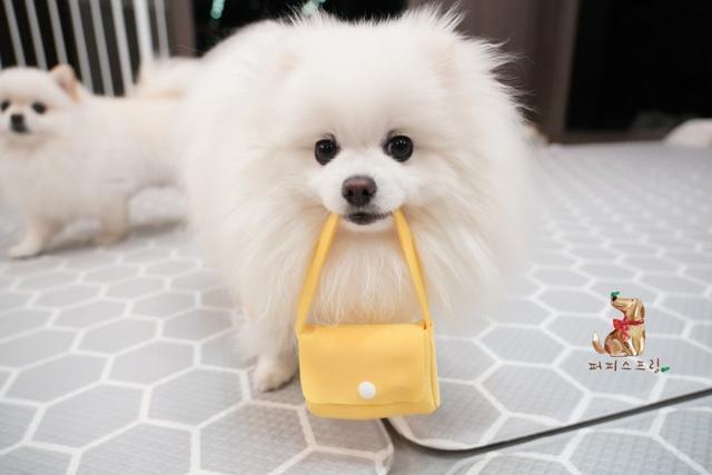 老师|幼儿园发了小背包,狗狗一直叼着不肯放,里面究竟装着什么?