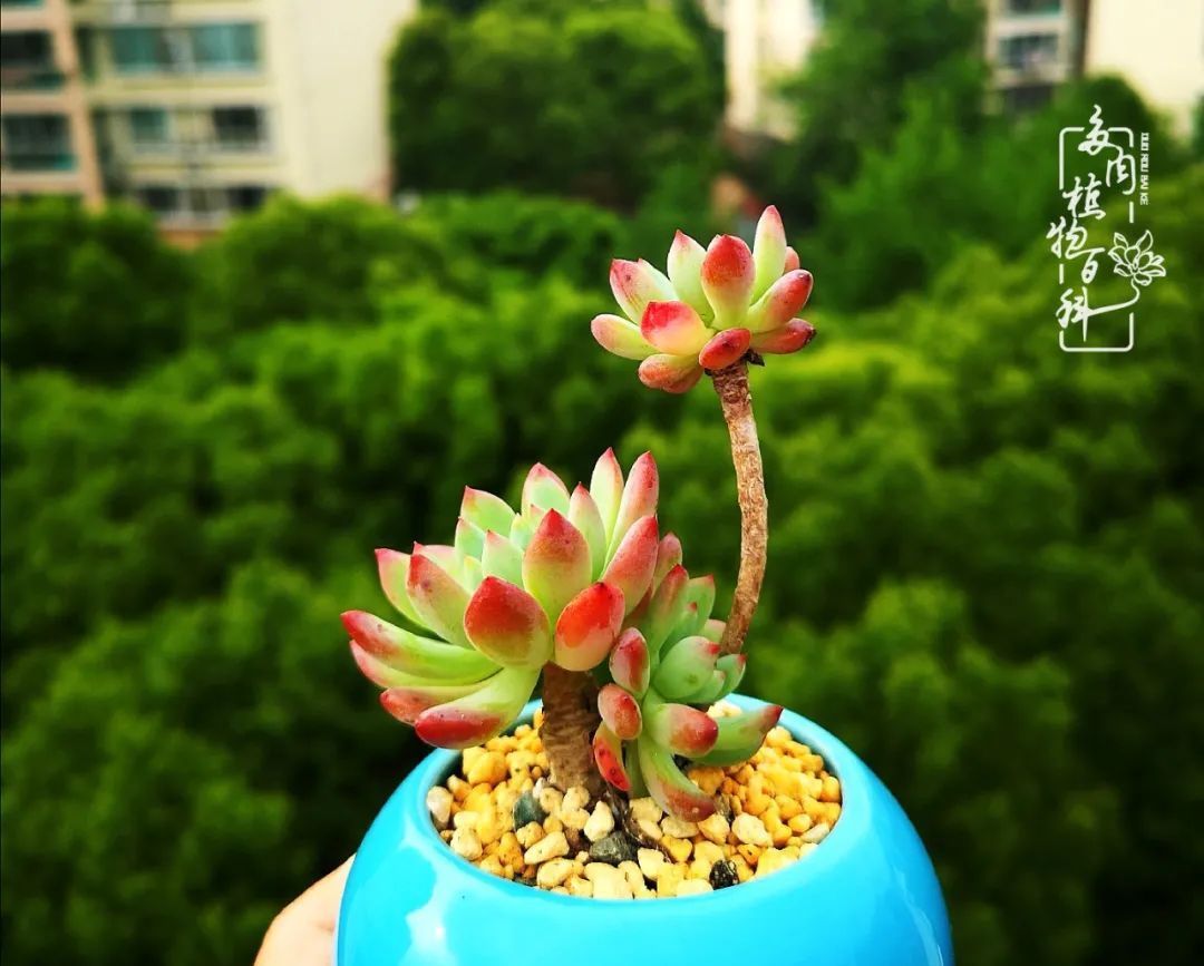  萌化|当粉粉的多肉捧在手心，我体验到了什么叫“萌化了心”