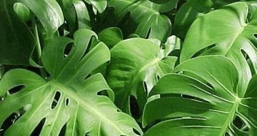 水果|看看迪拜的土豪每天吃什么水果,我一种都没见过,更买不起