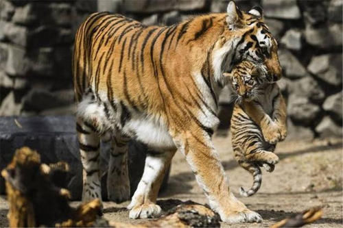  产仔|华南虎拯救计划：5只华南虎送非洲，产仔不到30只，如今何去何从