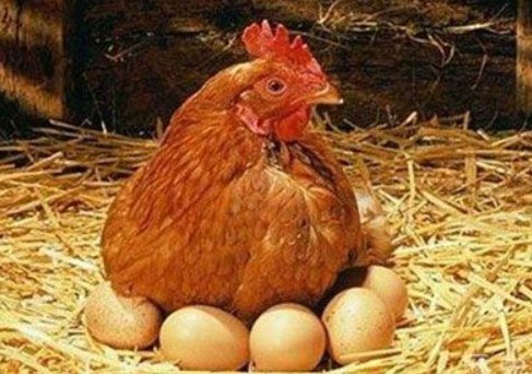 发出|下完蛋的母鸡为什么会发出叫声?这样做不会引来天敌吗?