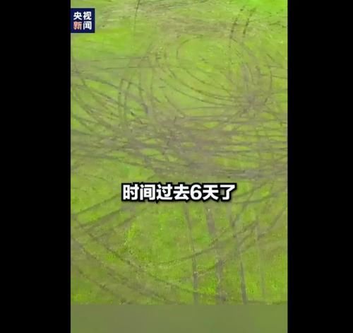 回去|热议！男子开车碾压草原被罚把草种回去，网友：简直是自罪自受