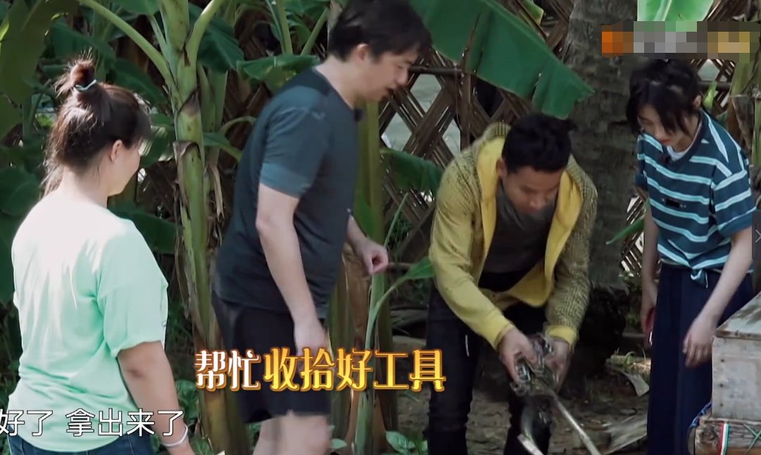  黄磊老师|请村里爬树高手帮忙摘椰子，谁注意黄磊回的啥礼？明星就是大手笔