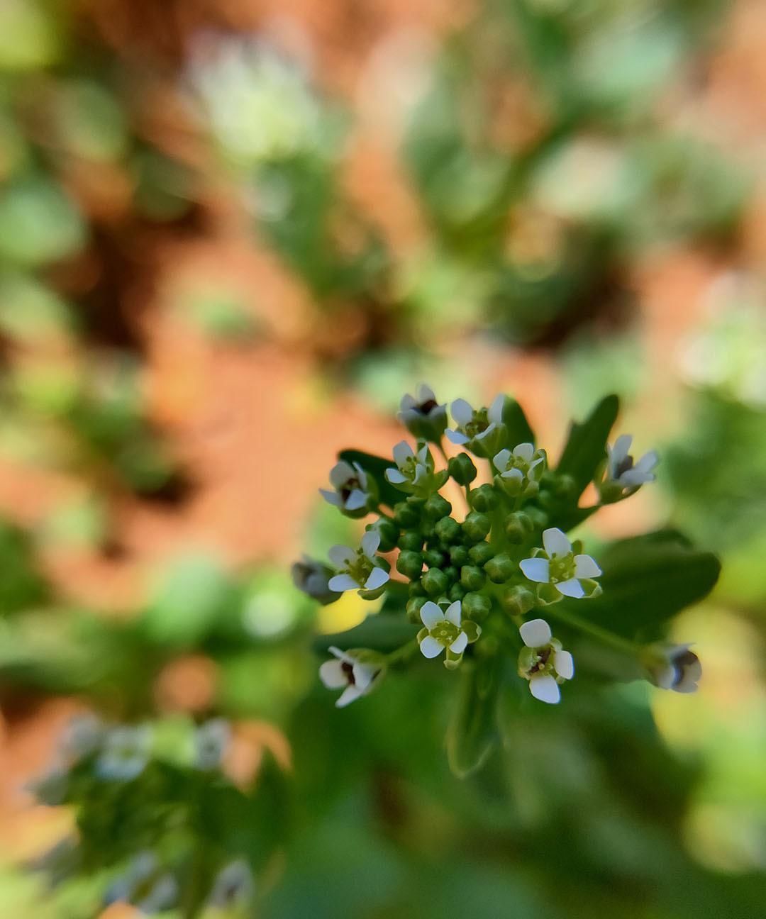 红米|2000左右值得入手双模5G手机推荐就它吧,性价比碾压红米K305G