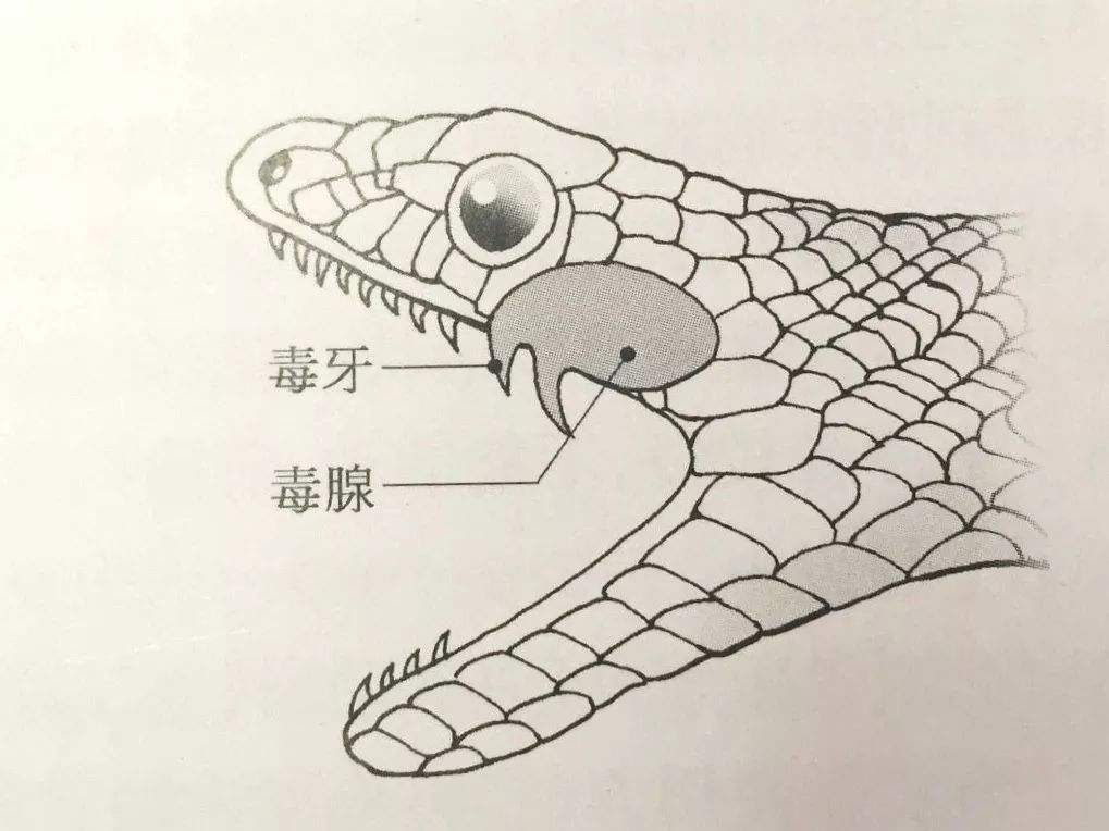  最毒|我国最毒的毒蛇是什么