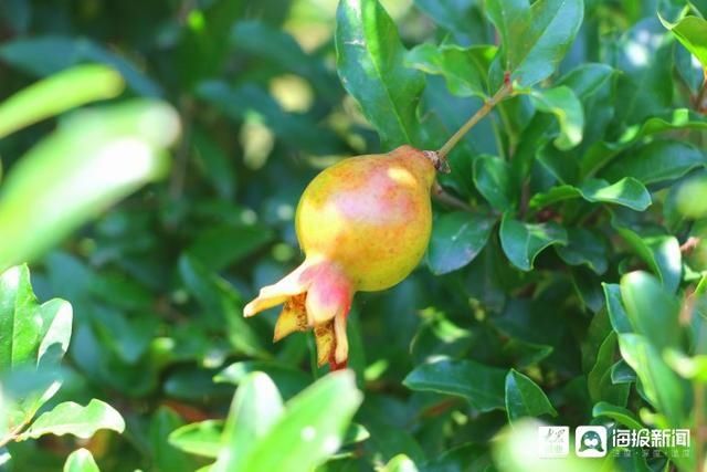  垦利|i东营·影像｜垦利区植物园内五彩缤纷好风光