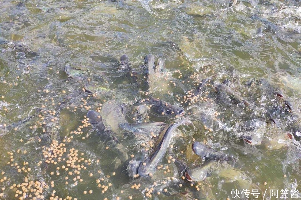 能长|原产湄公河,2年能长4斤,常冒充高价海鱼,国内已大量养殖