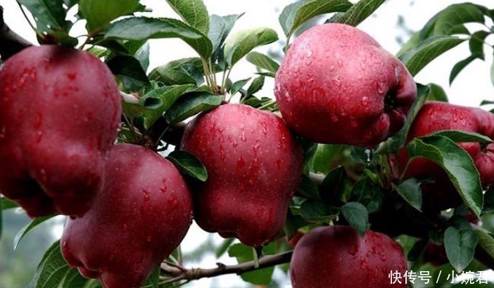 带有|名字带有“龙”字的水果,吃过一种不算啥,吃过最后一种才牛