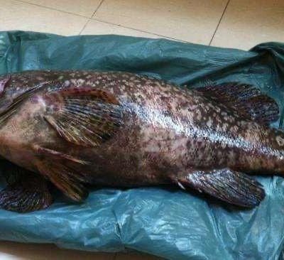  回家|学会古法蒸石斑鱼，把餐厅味道搬回家