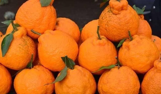 好吃|长得丑吃得香,好吃的丑橘到底应该怎么挑,下次可别再挑错了