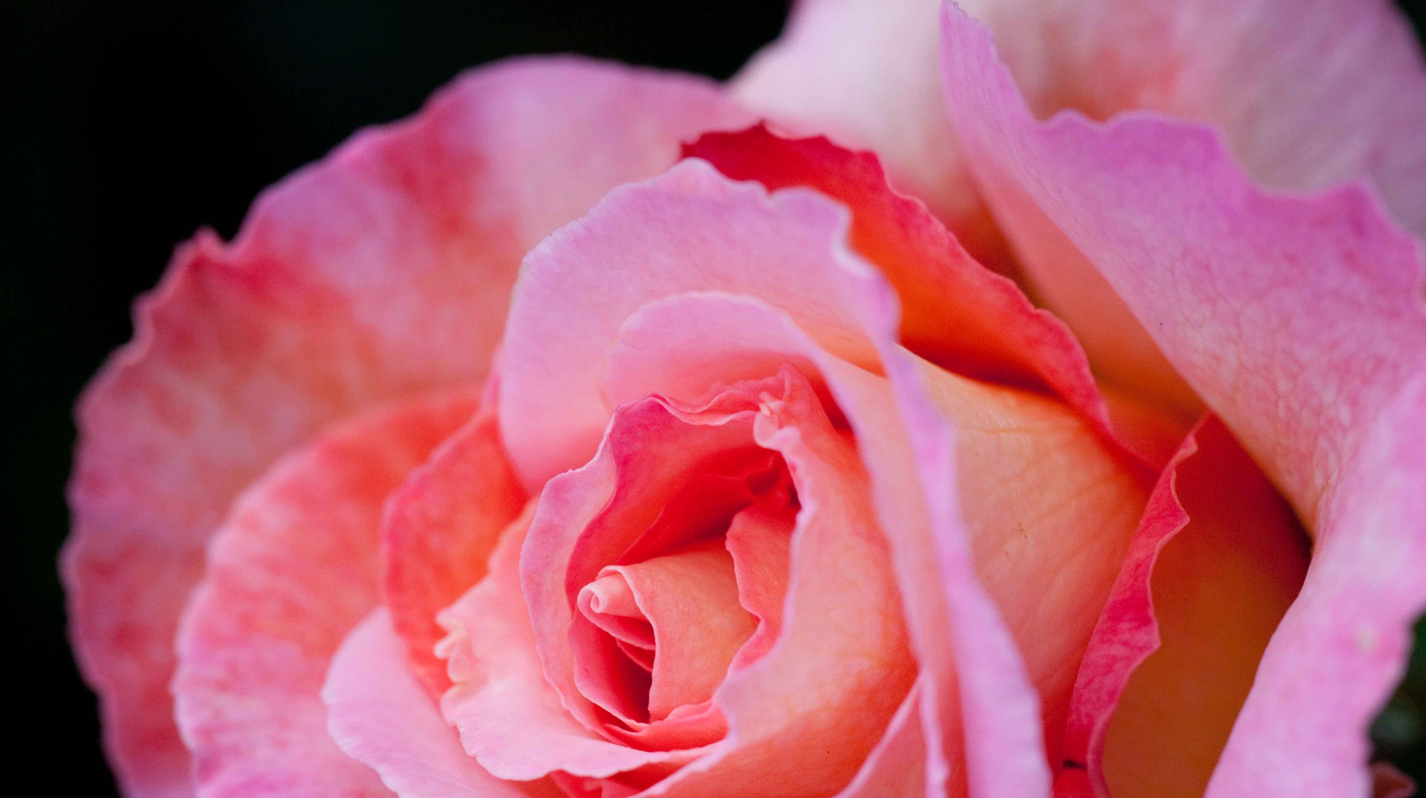  破镜重圆|8月，旧爱难忘，余情未了，姻缘不散，和旧爱破镜重圆的四大星座