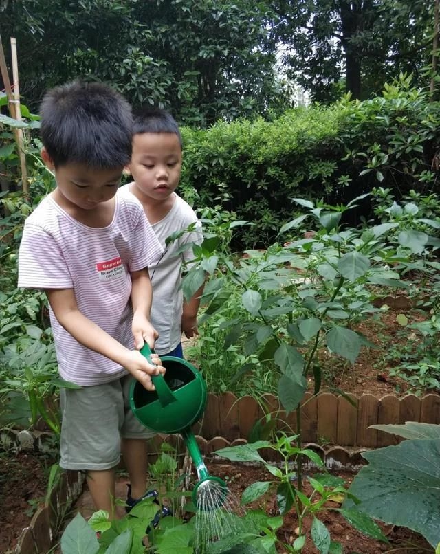  种植园|「园所动态」“我为种植园取名字”——诺亚舟和庄幼儿园